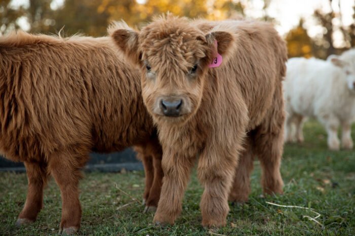 Mini highland cow for sale