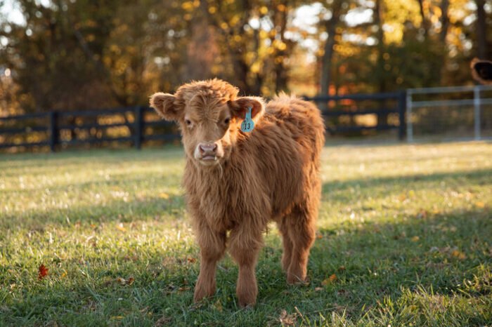 Mini Highland Cow Farms