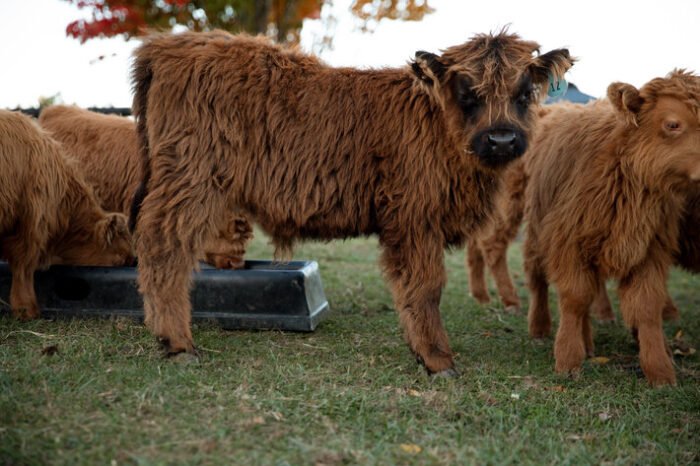 Mini Highland Cow Farms