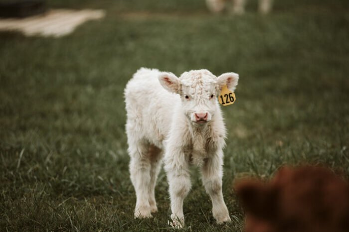 Cason- Chondro Neg Bull/Steer