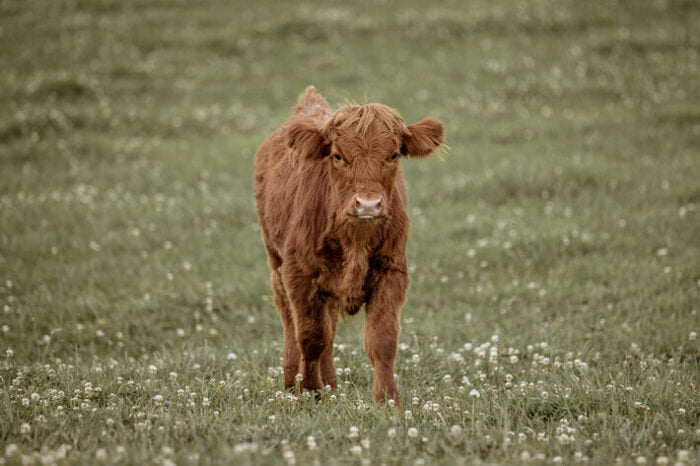 Mini Highland Cow Farms