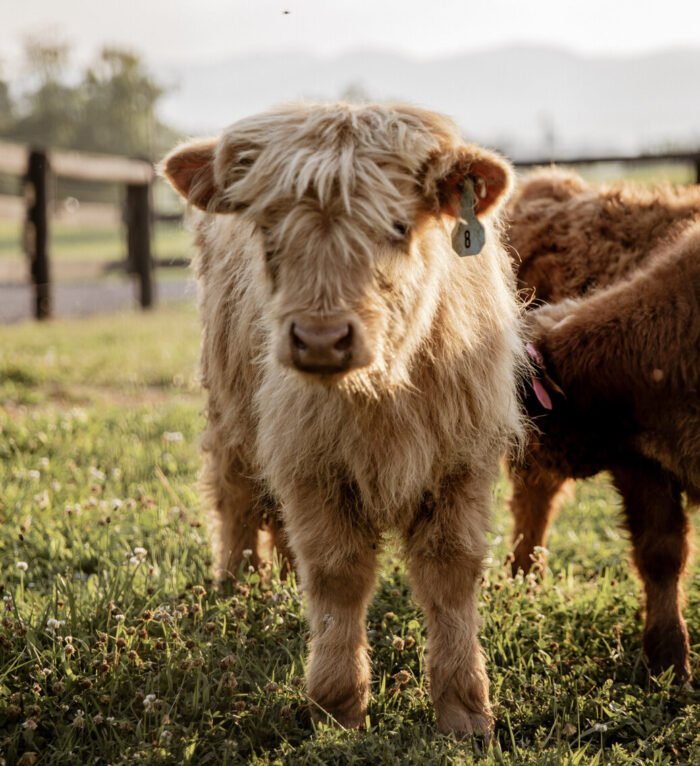 Mini Highland Cow Farms