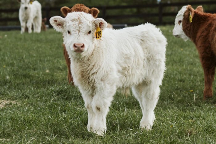 Clint - Chondro Pos Bull Steer