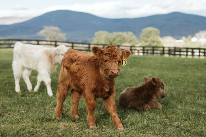 Cara - Chondro Pos Heifer