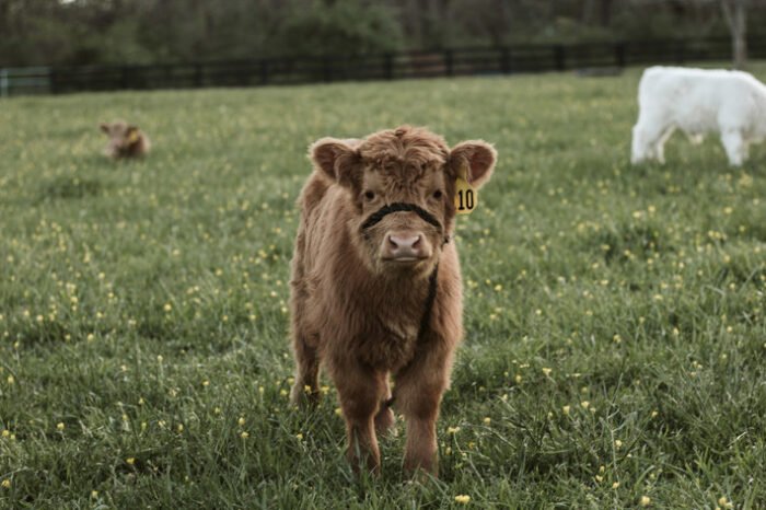 Cara - Chondro Pos Heifer